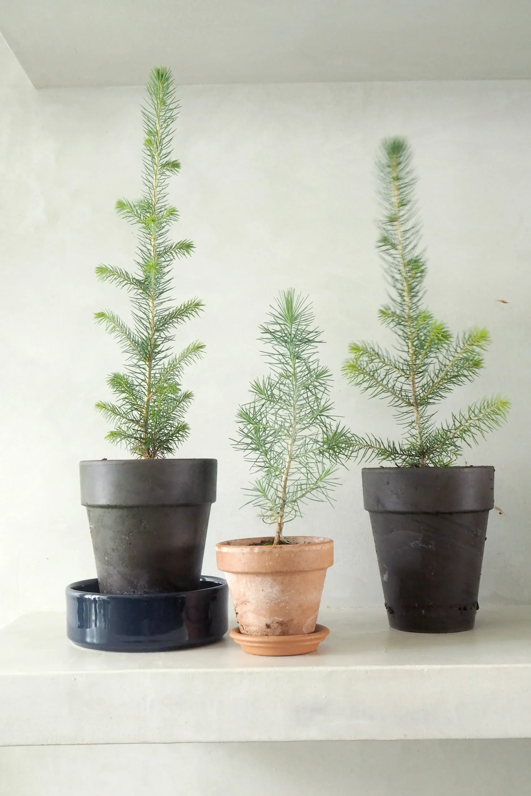 Danskavlede Planter^PLANT Rødgran