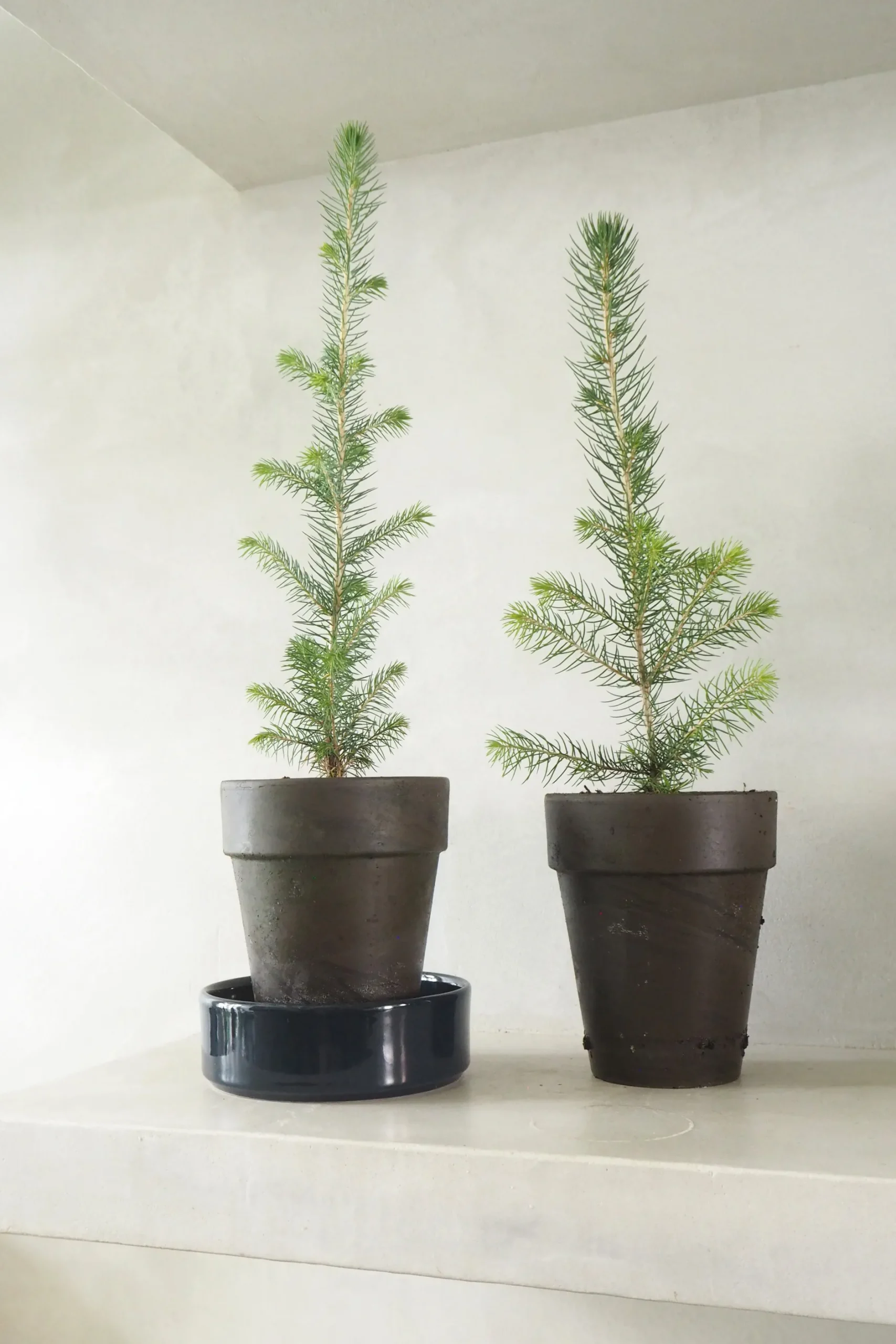 Danskavlede Planter^PLANT Rødgran