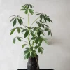 Tropiske Planter^PLANT Schefflera på Lavasten