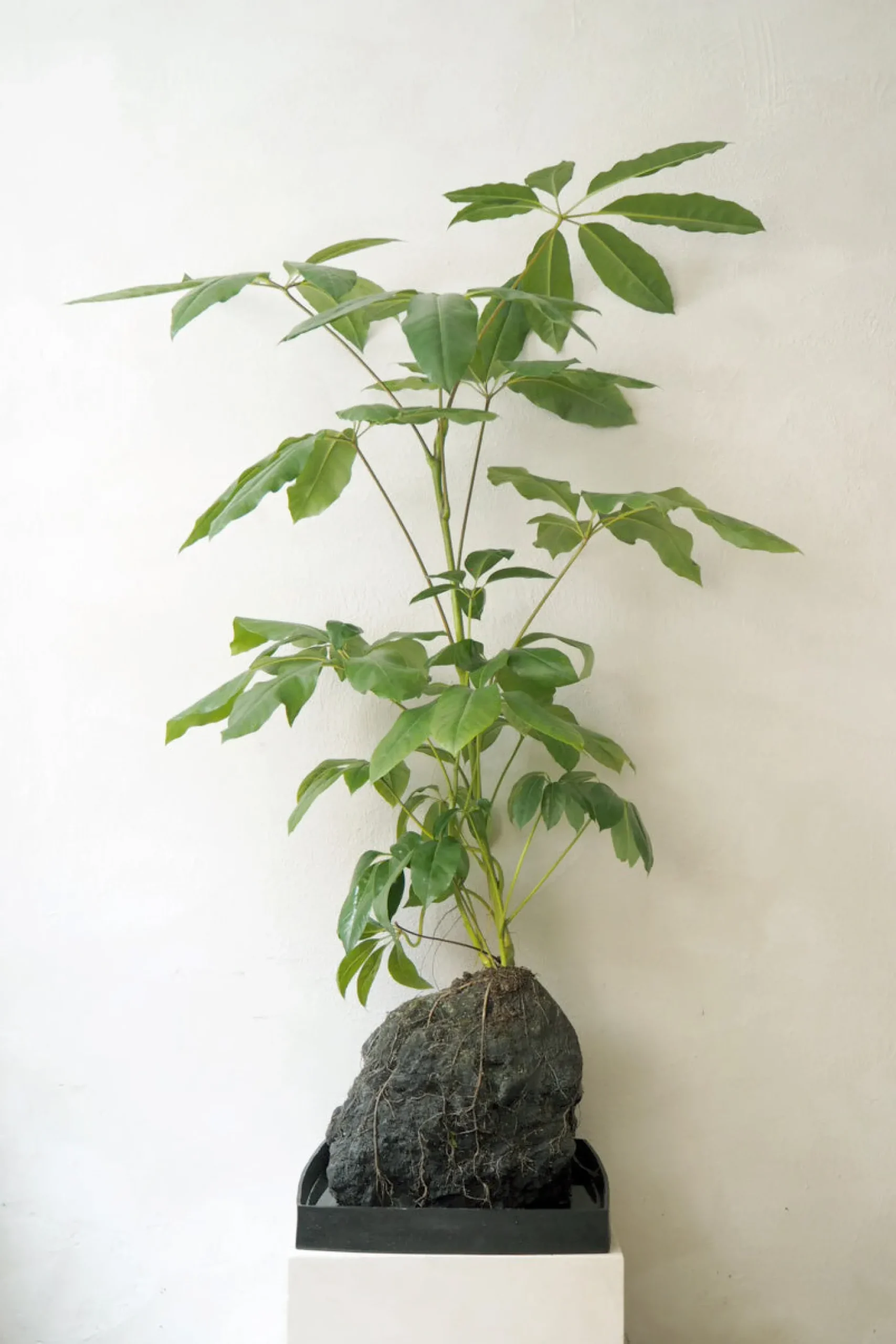 Planter I Vand|Tropiske Planter^PLANT Schefflera på Lavasten, oversize
