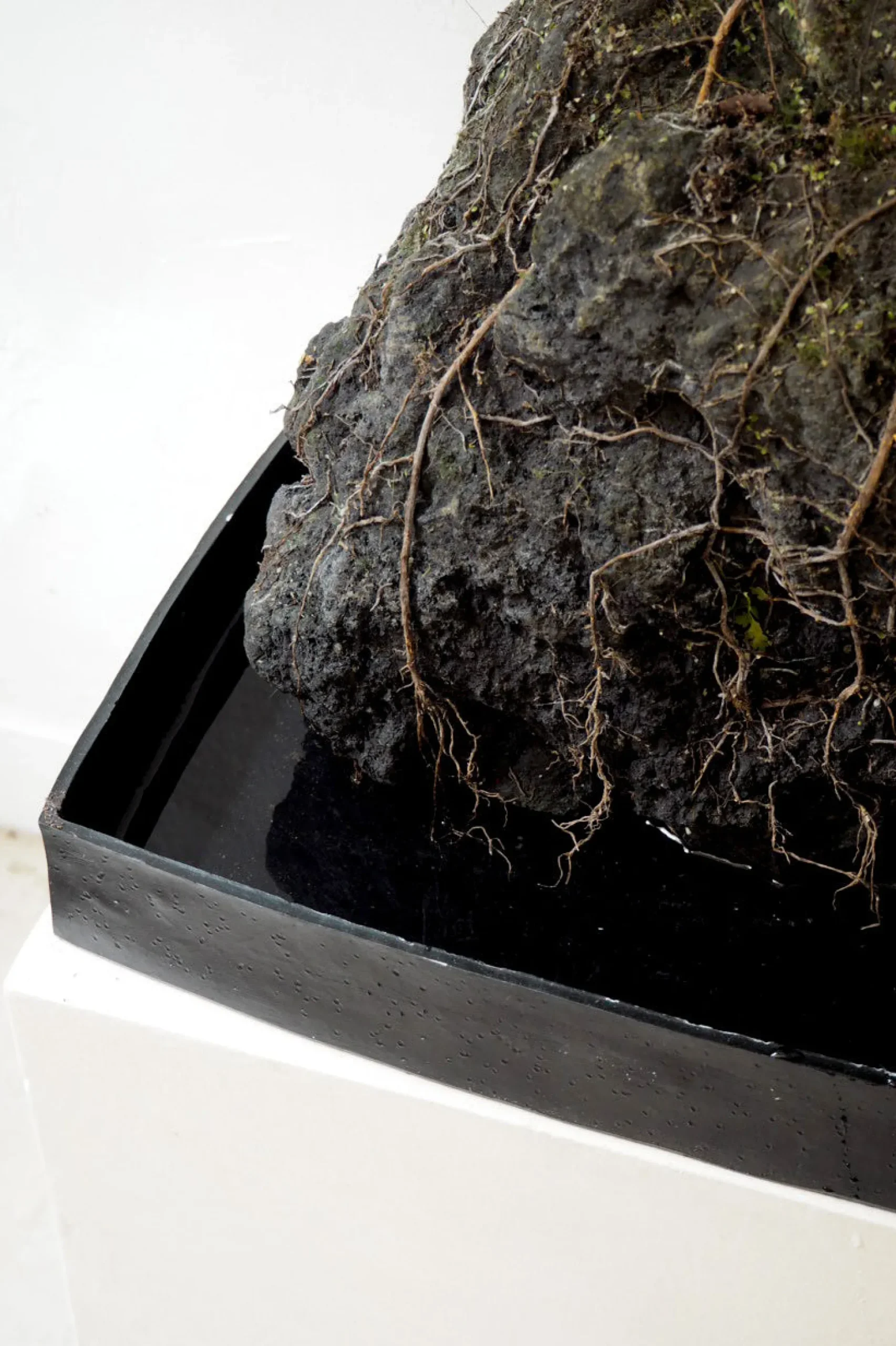 Planter I Vand|Tropiske Planter^PLANT Schefflera på Lavasten, oversize
