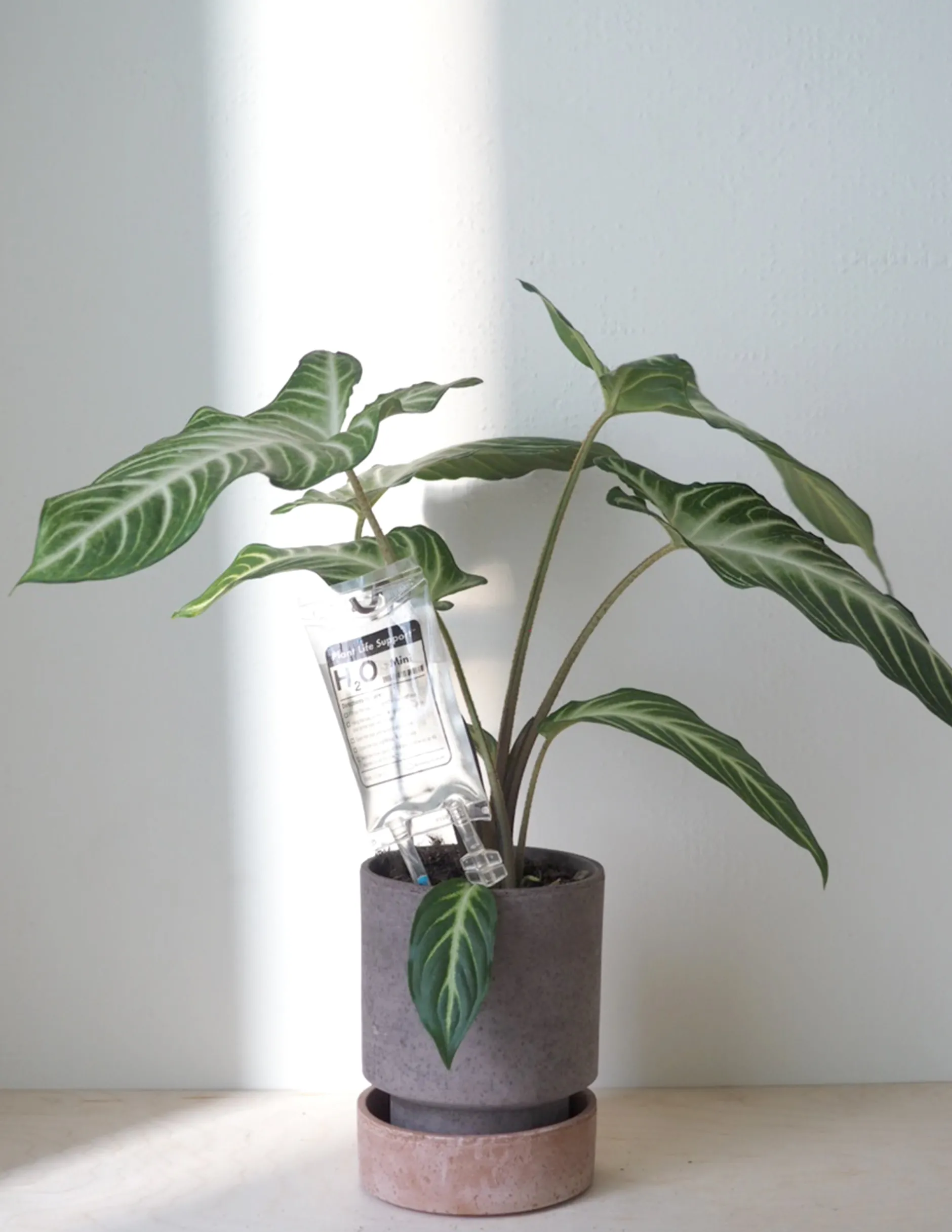 Selvvanding^PLANT Selvvandende Life support, lille