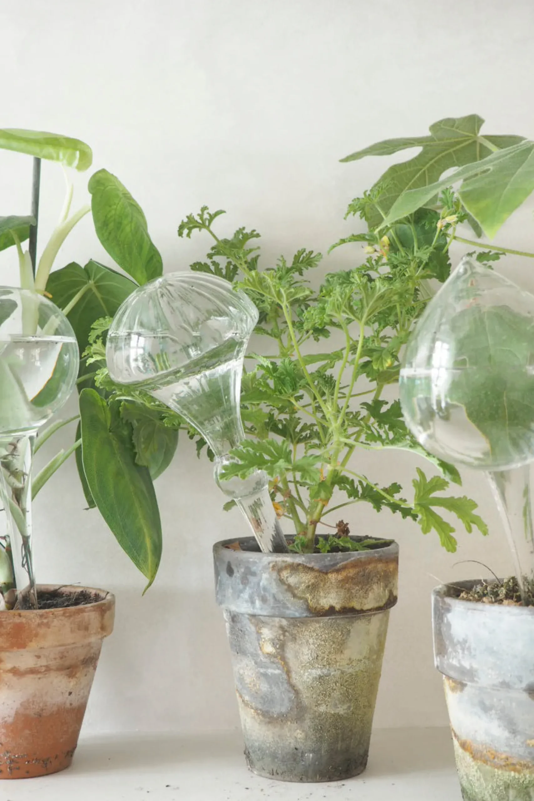 Selvvanding^PLANT Selvvandingsglas, 4 stk