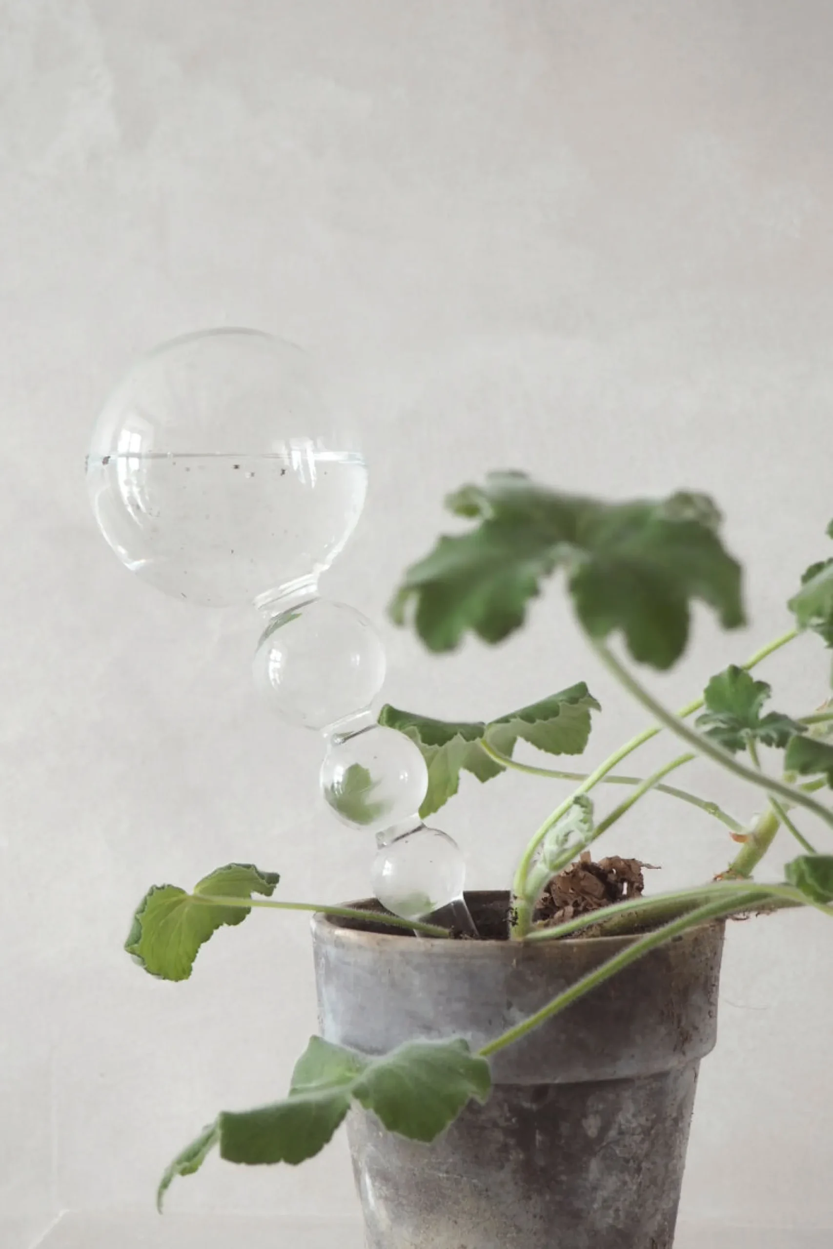 Selvvanding^PLANT Selvvandingsglas, 4 stk