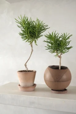 Ørkenplanter Og Knoldplanter^PLANT Senecio barbertonicus