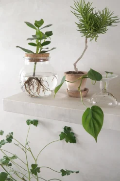 Ørkenplanter Og Knoldplanter^PLANT Senecio barbertonicus