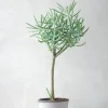 Ørkenplanter Og Knoldplanter^PLANT Senecio Talinoidem