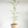 Danskavlede Planter^PLANT Silkeeg