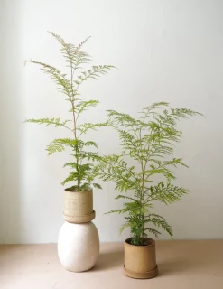 Danskavlede Planter^PLANT Silkeeg