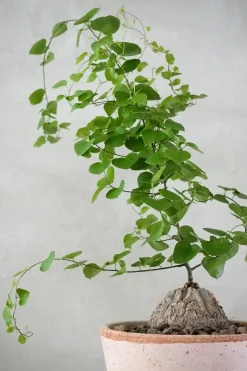 Ørkenplanter Og Knoldplanter^PLANT Skildpaddee - Dioscorea Elepantipes
