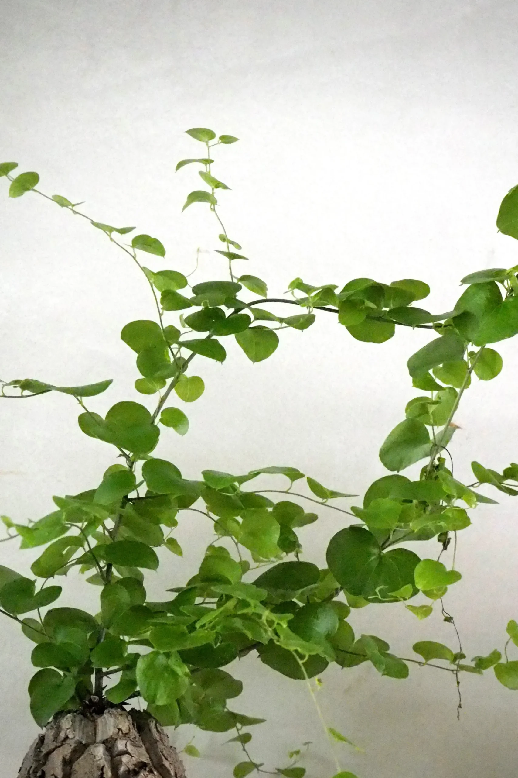 Ørkenplanter Og Knoldplanter^PLANT Skildpaddee - Dioscorea Elepantipes