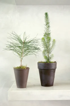 Danskavlede Planter^PLANT Skovfyr