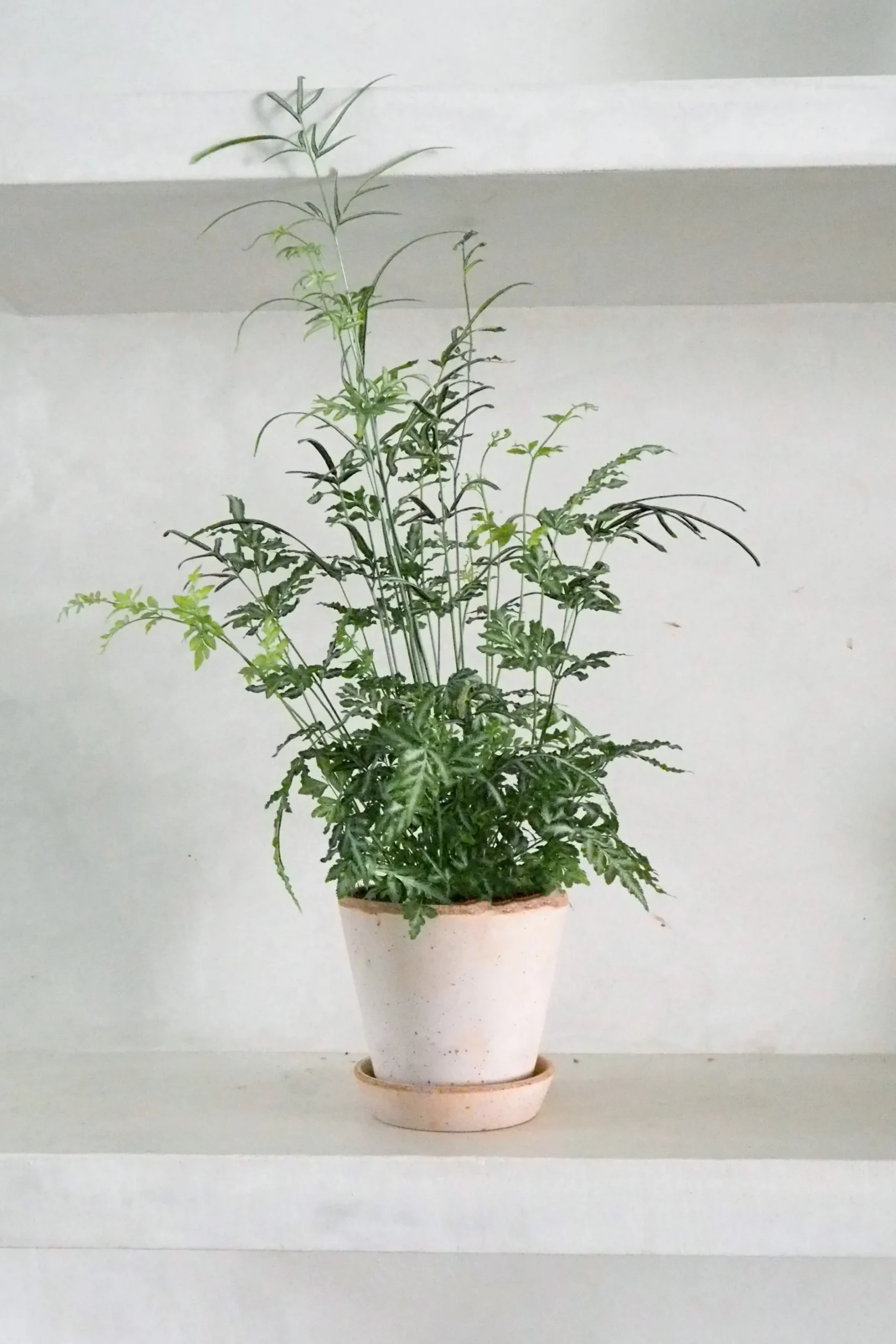 Tropiske Planter^PLANT Sølvbånd bregne