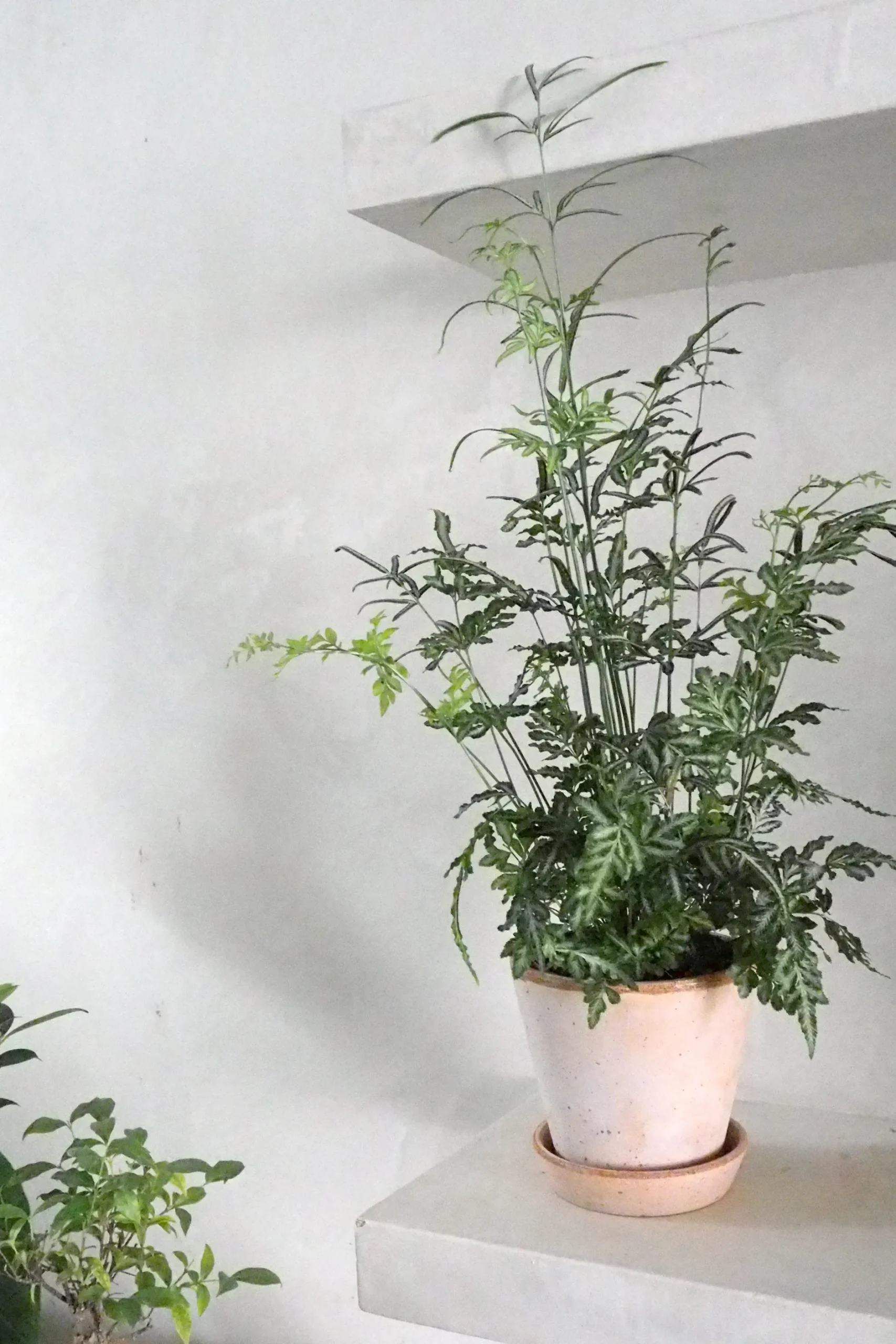 Tropiske Planter^PLANT Sølvbånd bregne