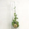 Planter Og Værktøj Til Terrarier|Planter I Vand^PLANT Snaily Dischidia - i glasvase