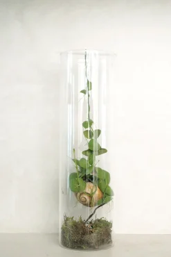 Planter Og Værktøj Til Terrarier|Planter I Vand^PLANT Snaily Dischidia - i glasvase