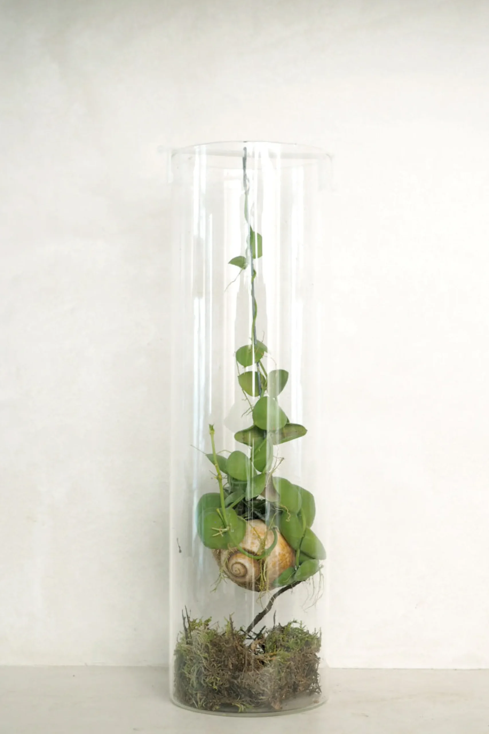 Planter Og Værktøj Til Terrarier|Planter I Vand^PLANT Snaily Dischidia - i glasvase