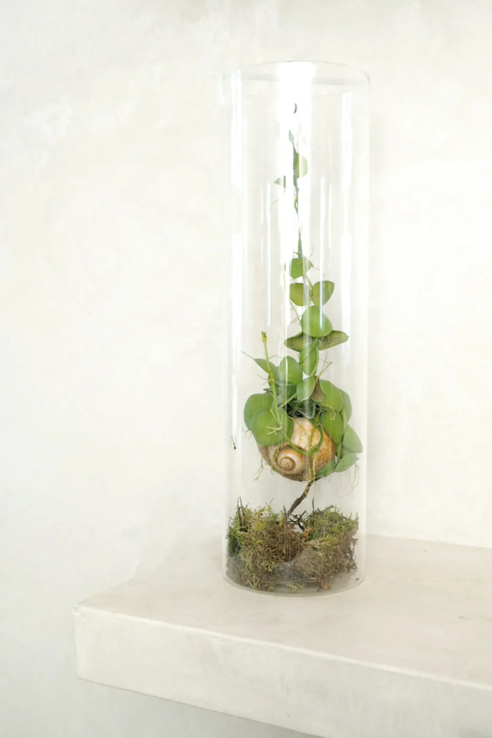 Planter Og Værktøj Til Terrarier|Planter I Vand^PLANT Snaily Dischidia - i glasvase