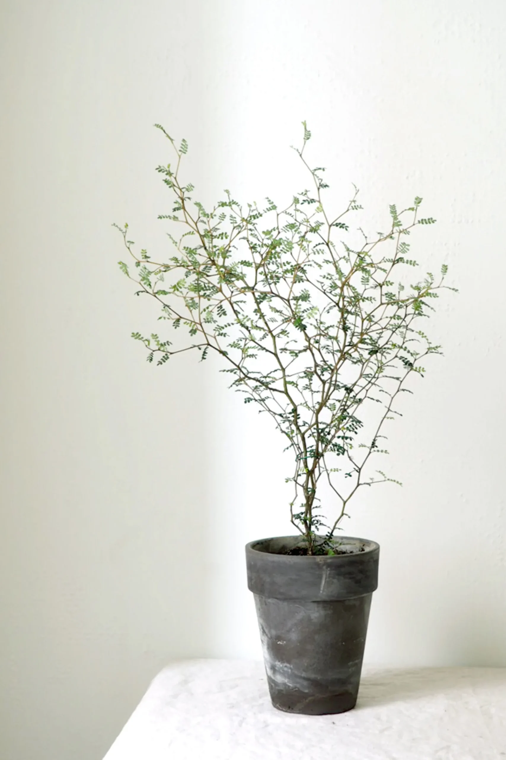Danskavlede Planter^PLANT Sophora