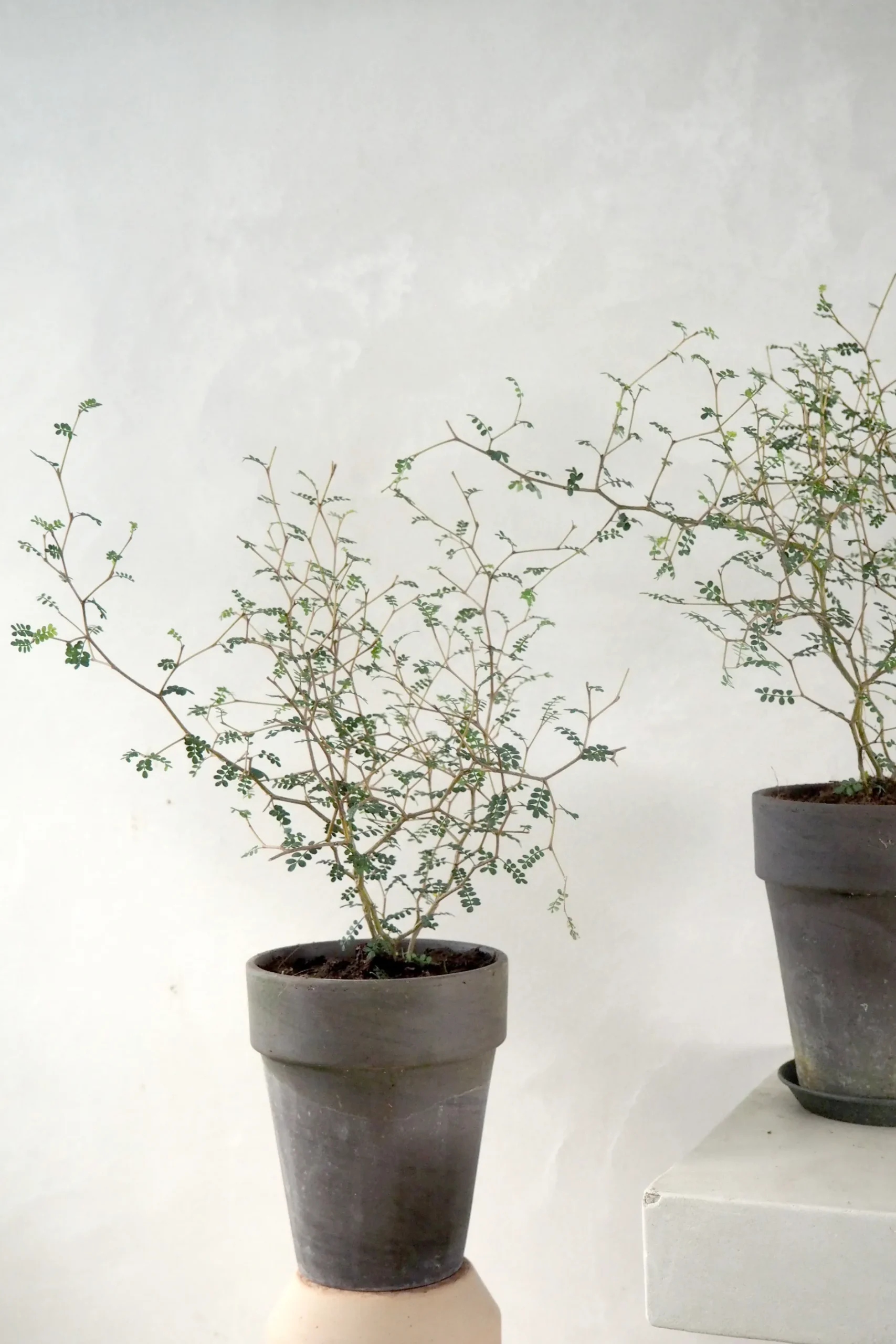 Danskavlede Planter^PLANT Sophora