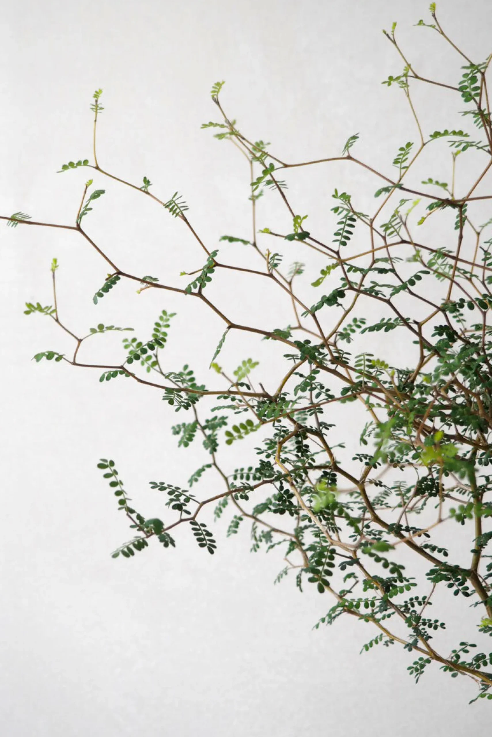 Danskavlede Planter^PLANT Sophora