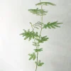 Danskavlede Planter|Sovetræer^PLANT Sovetræ