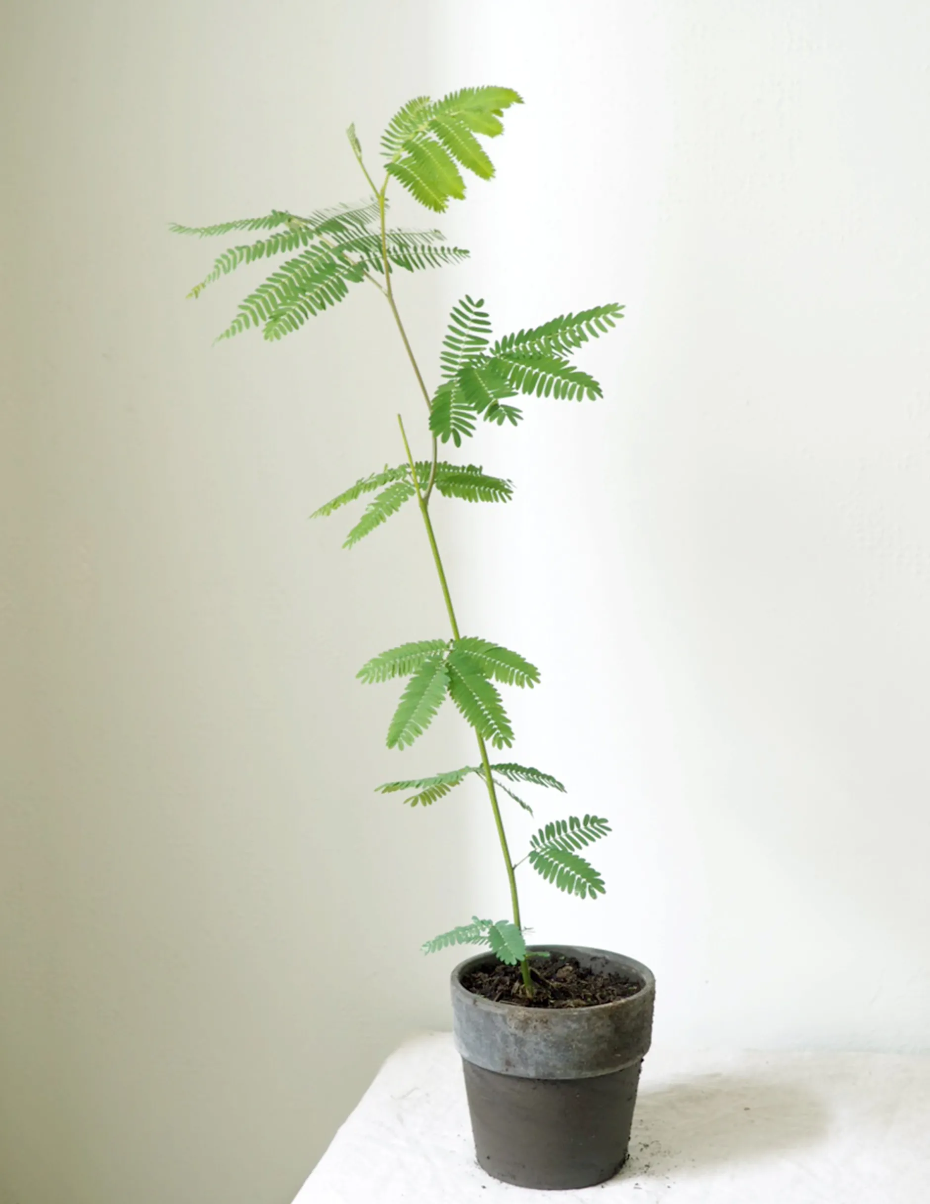 Danskavlede Planter|Sovetræer^PLANT Sovetræ