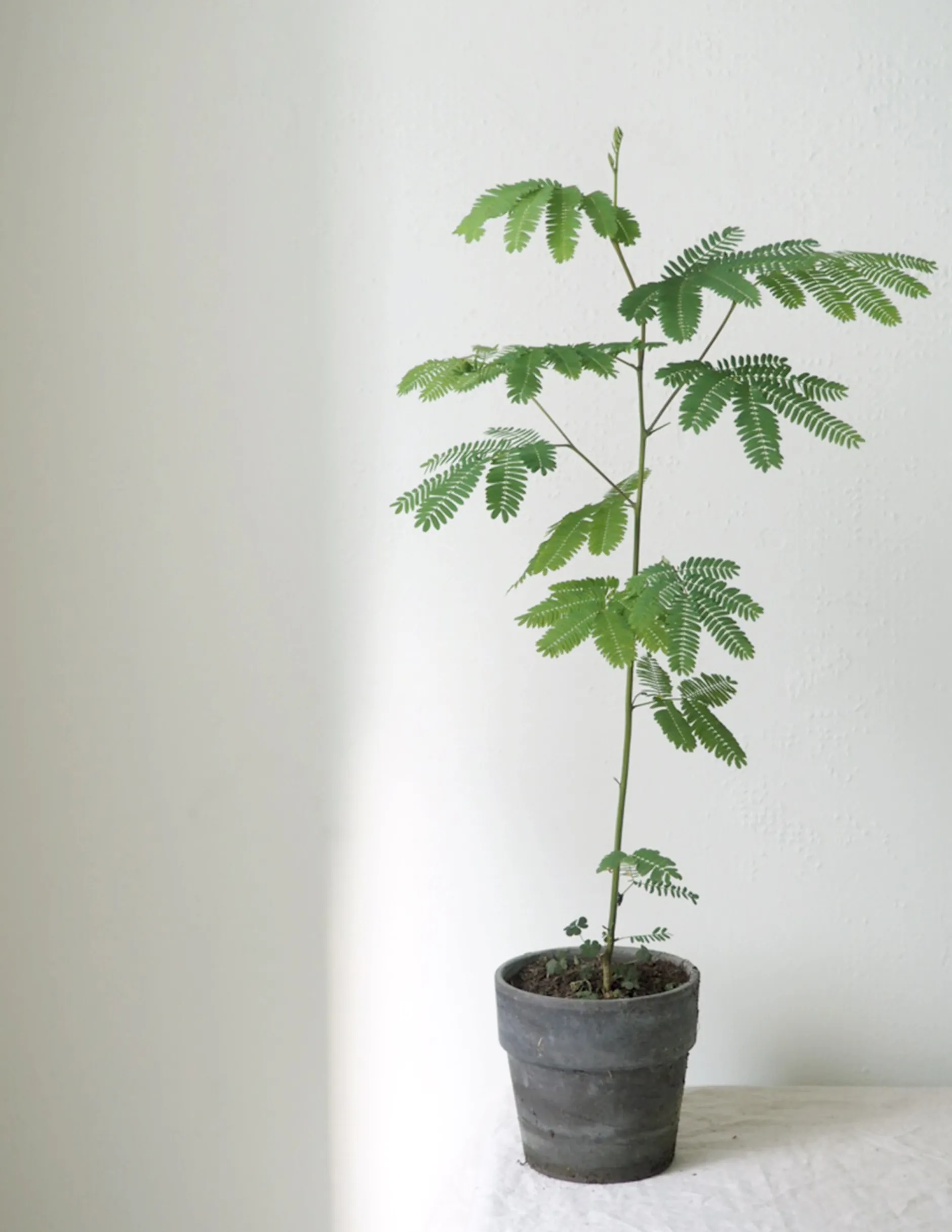 Danskavlede Planter|Sovetræer^PLANT Sovetræ