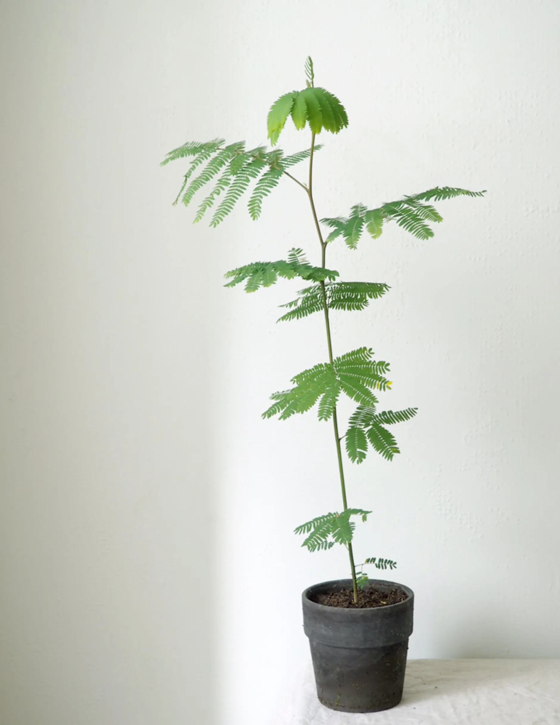 Danskavlede Planter|Sovetræer^PLANT Sovetræ