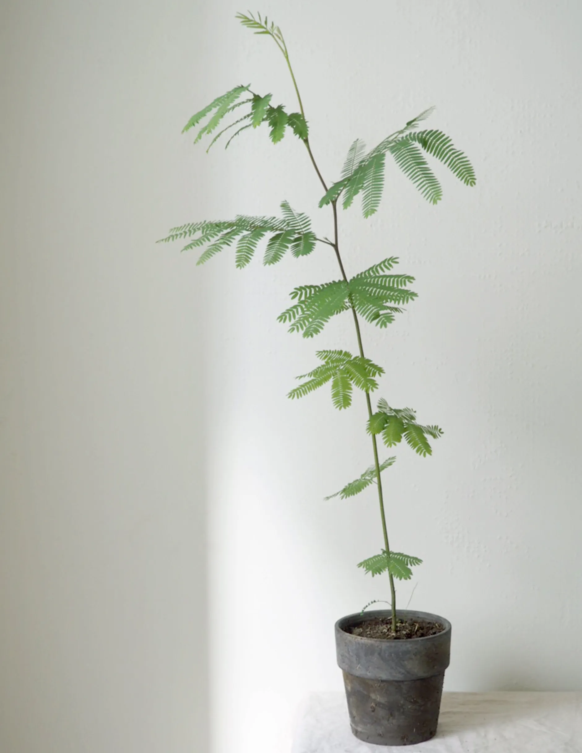Danskavlede Planter|Sovetræer^PLANT Sovetræ