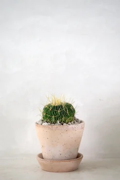 Ørkenplanter Og Knoldplanter^PLANT Stenocactus