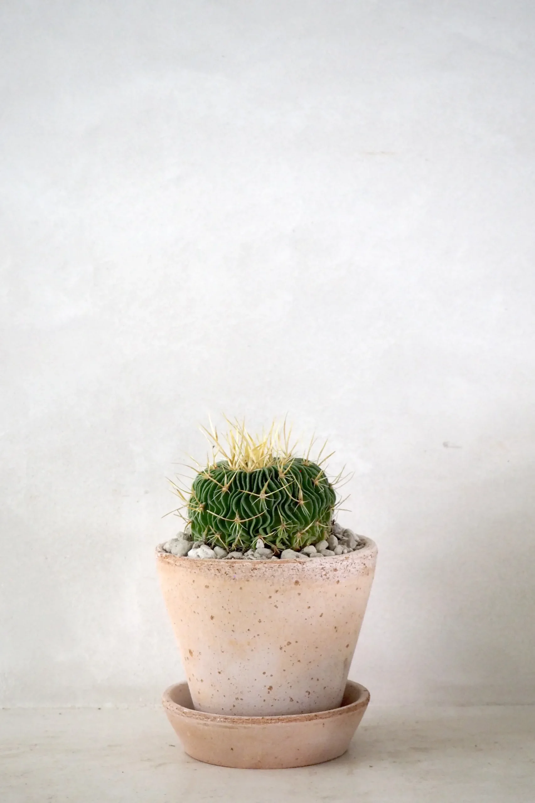 Ørkenplanter Og Knoldplanter^PLANT Stenocactus