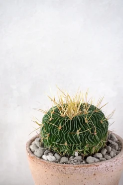 Ørkenplanter Og Knoldplanter^PLANT Stenocactus