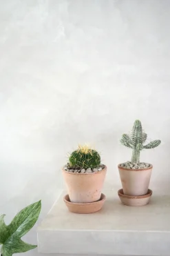 Ørkenplanter Og Knoldplanter^PLANT Stenocactus