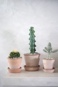 Ørkenplanter Og Knoldplanter^PLANT Stenocactus