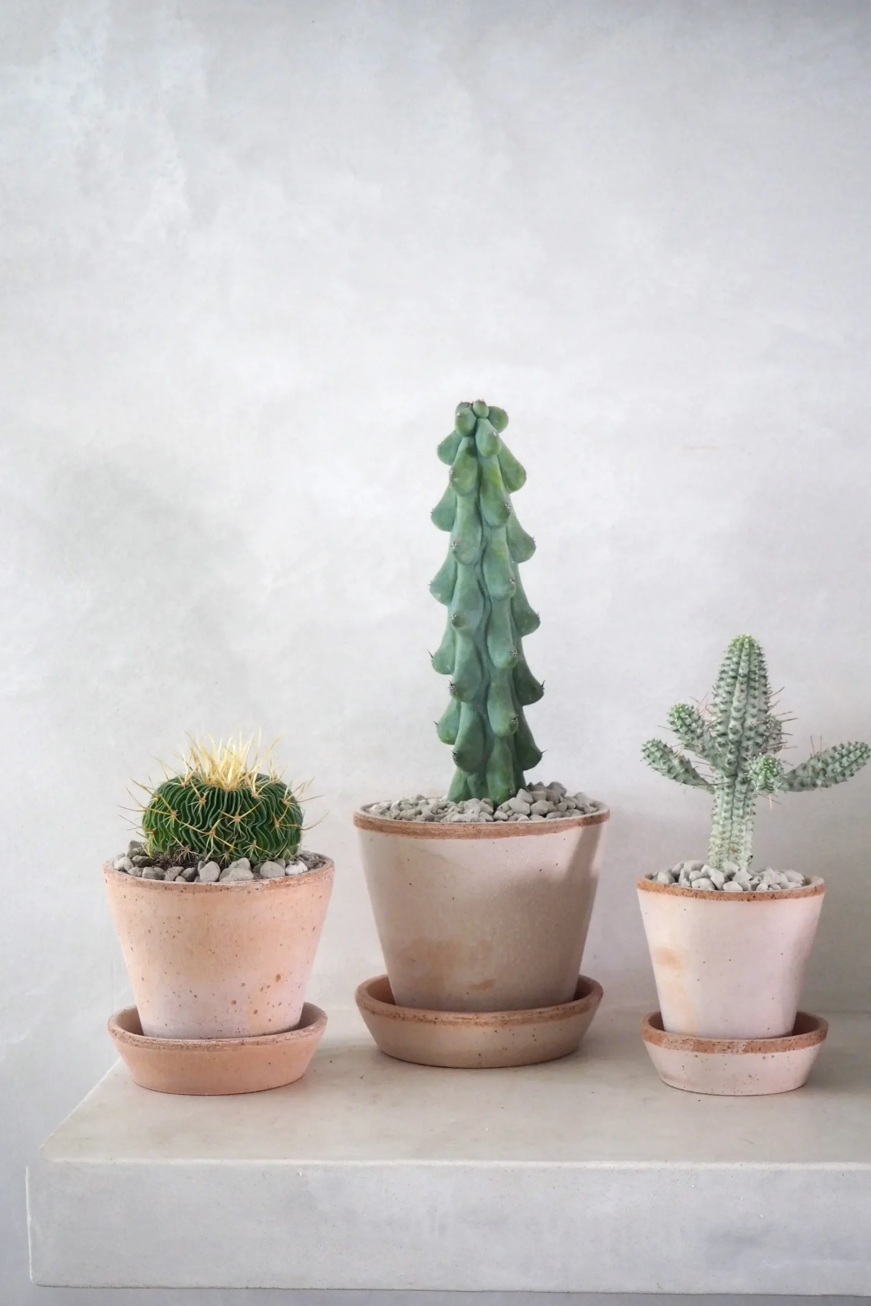 Ørkenplanter Og Knoldplanter^PLANT Stenocactus