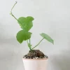 Ørkenplanter Og Knoldplanter^PLANT Stephania suberosa