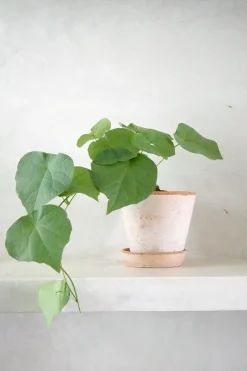 Ørkenplanter Og Knoldplanter^PLANT Stephania suberosa