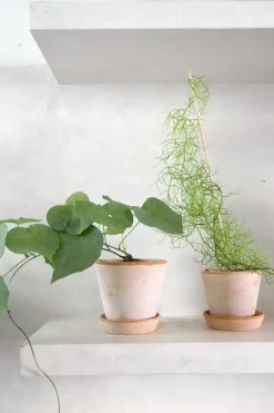 Ørkenplanter Og Knoldplanter^PLANT Stephania suberosa