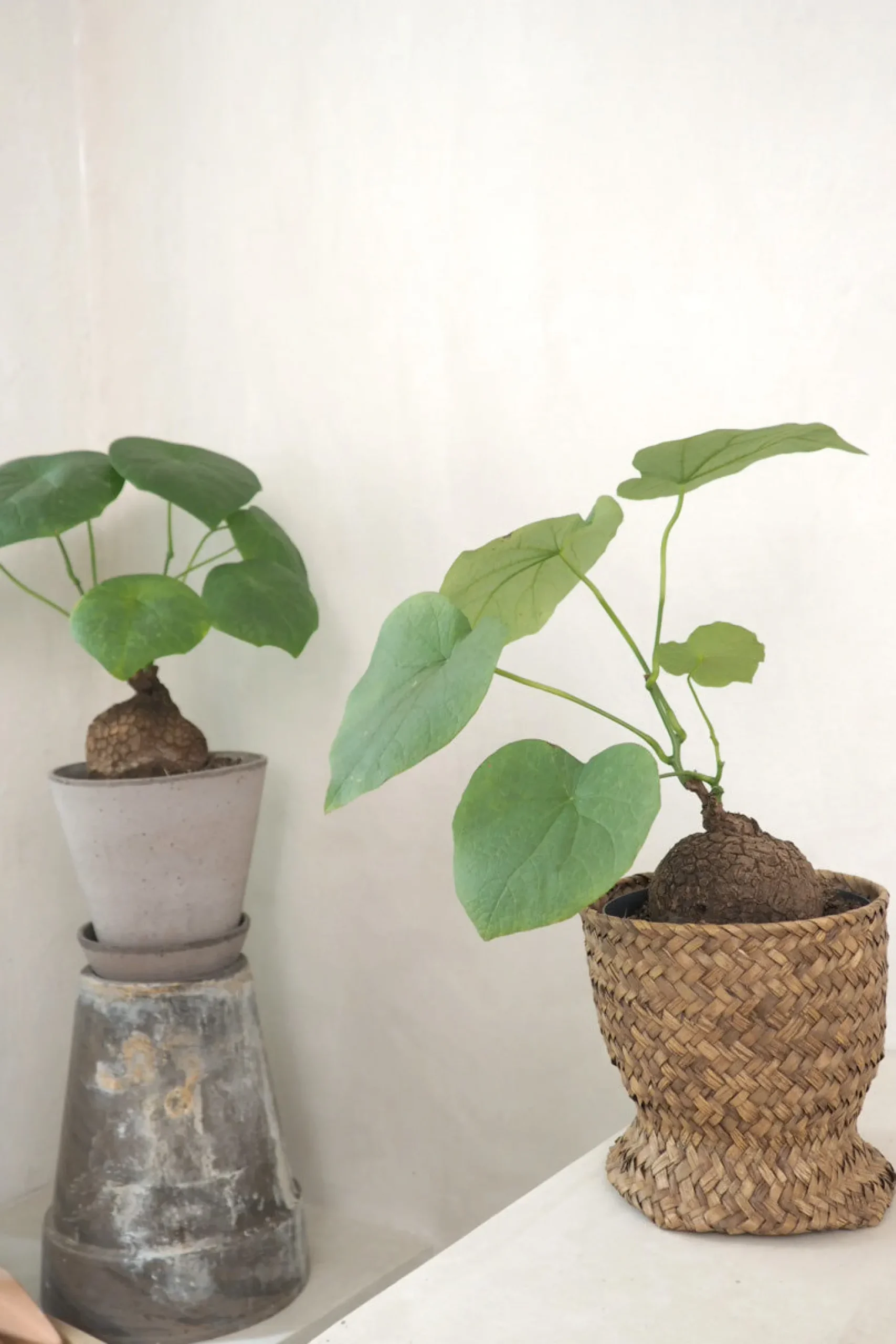 Ørkenplanter Og Knoldplanter^PLANT Stephania suberosa