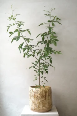 Håndlavede Krukker^PLANT StineMei - Wood Yellow