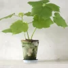 Tropiske Planter|Danskavlede Planter^PLANT Stuelind