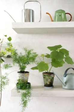 Tropiske Planter|Danskavlede Planter^PLANT Stuelind