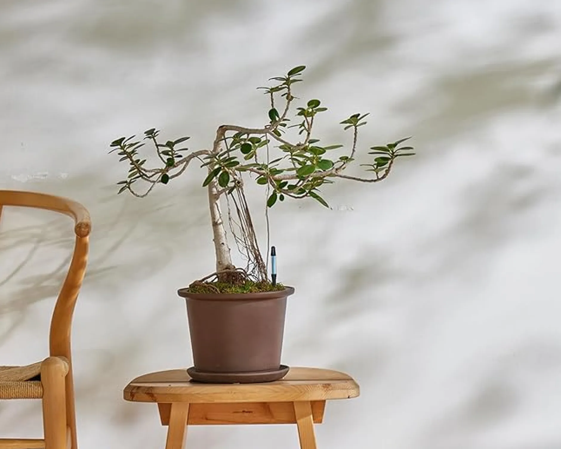 Fugtmålere^PLANT SUSTEE vand'o'meter