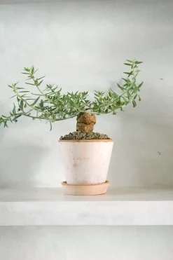 Ørkenplanter Og Knoldplanter^PLANT Tallinum caffrum