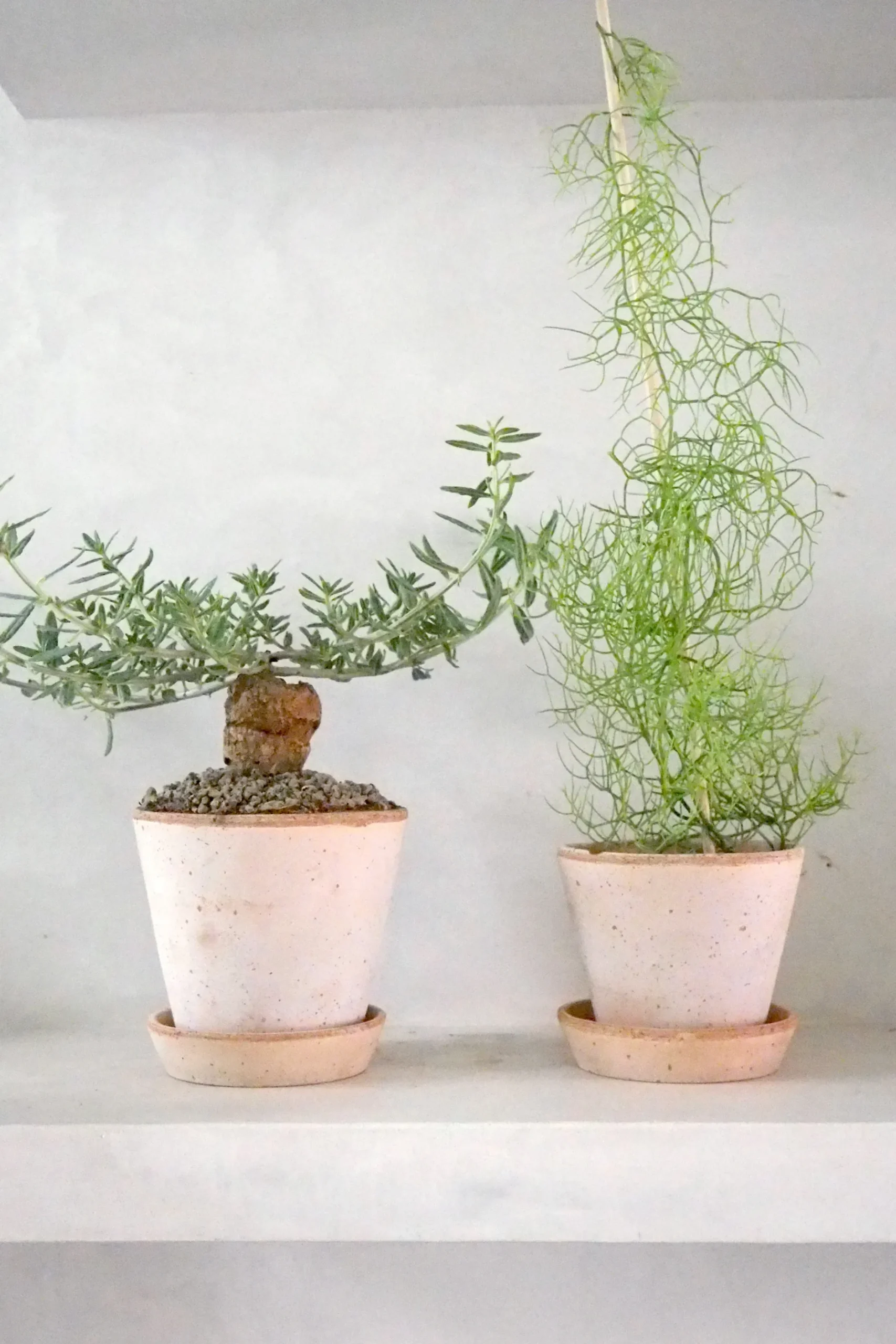 Ørkenplanter Og Knoldplanter^PLANT Tallinum caffrum