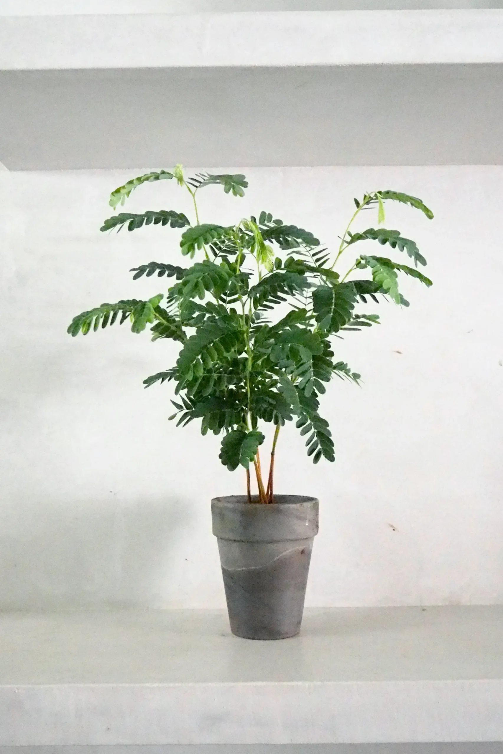 Danskavlede Planter^PLANT Tamarindus indica