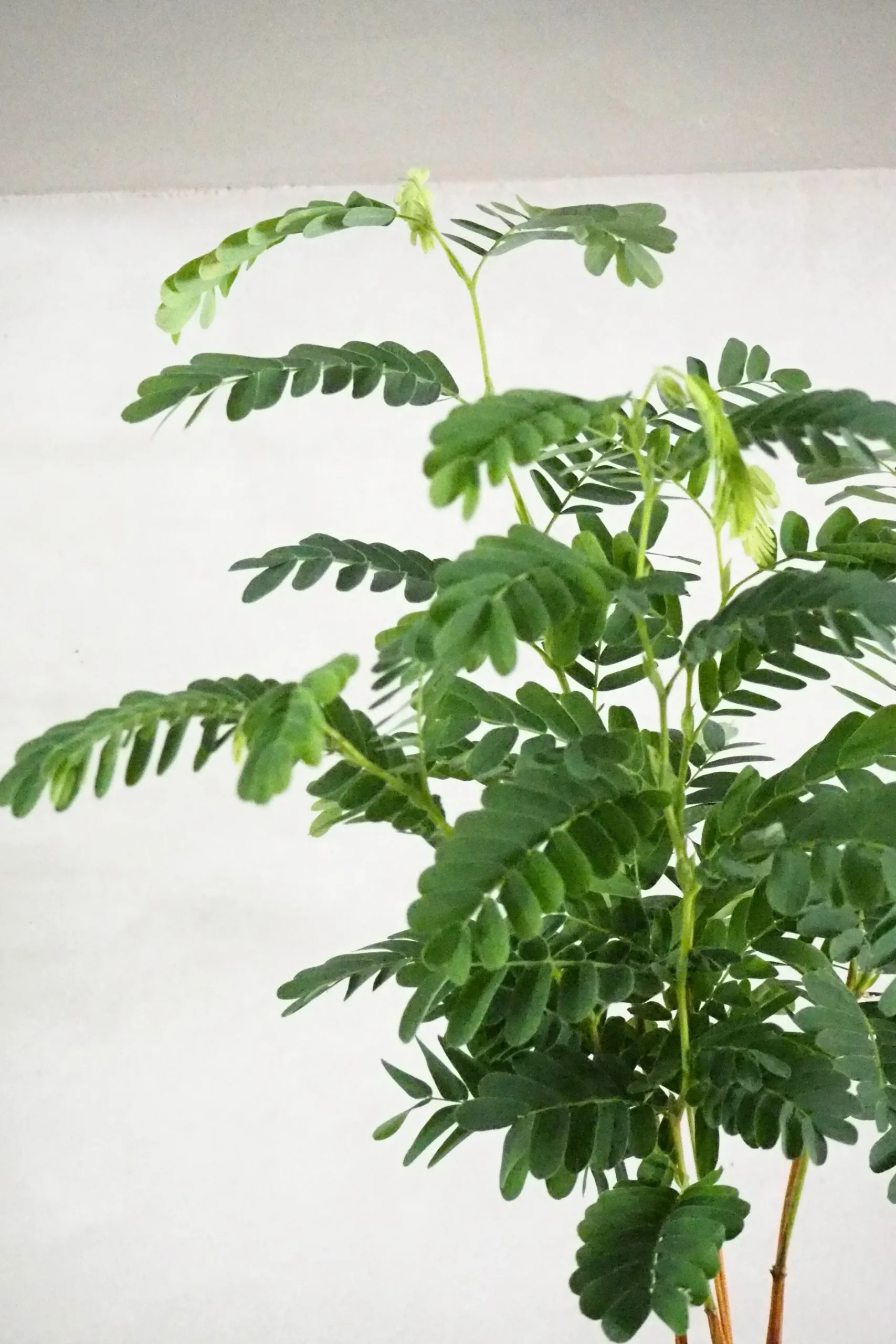 Danskavlede Planter^PLANT Tamarindus indica