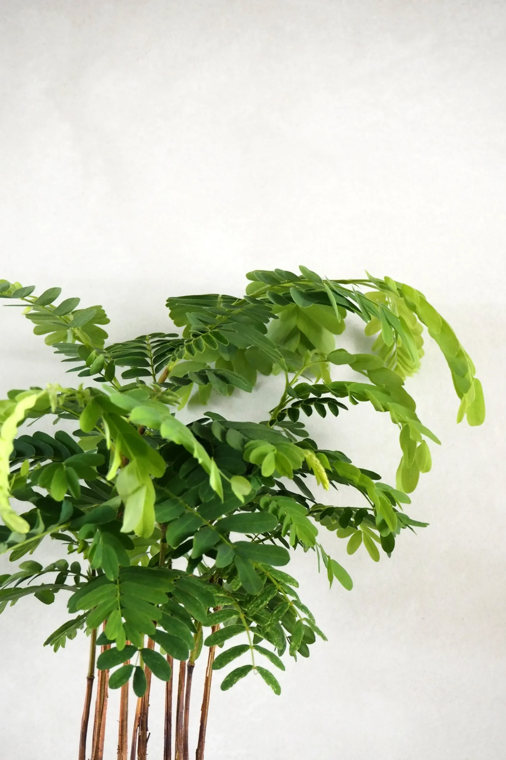 Danskavlede Planter^PLANT Tamarindus indica