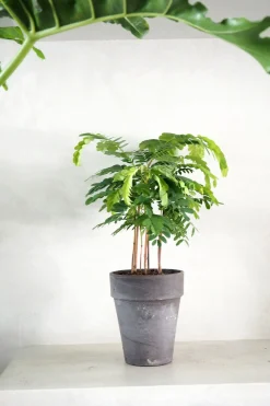 Danskavlede Planter^PLANT Tamarindus indica